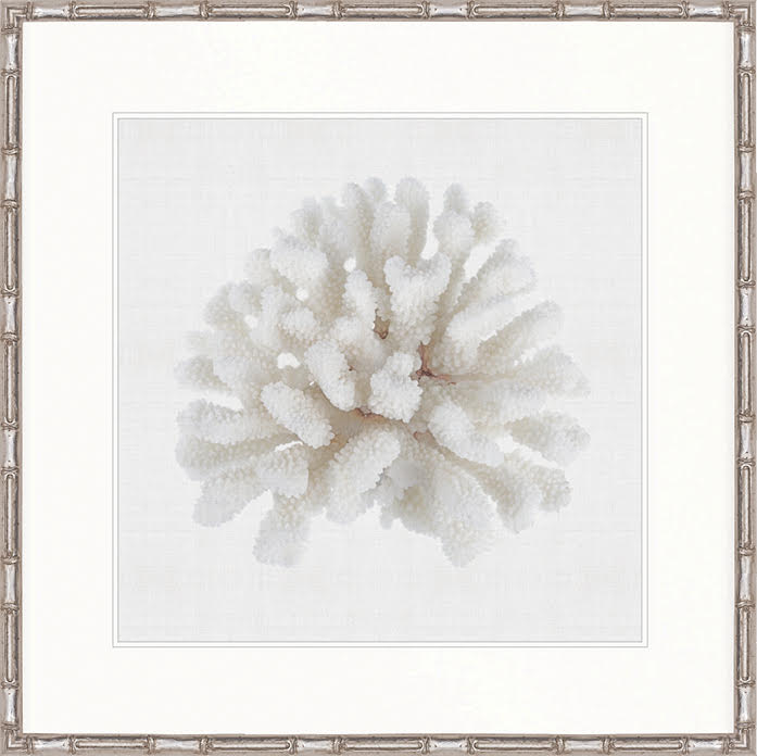 Coral Collection - DBAC1